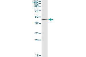 Immunoprecipitation of SGK2 transfected lysate using anti-SGK2 monoclonal antibody and Protein A Magnetic Bead , and immunoblotted with SGK2 MaxPab rabbit polyclonal antibody. (SGK2 抗体  (AA 244-344))
