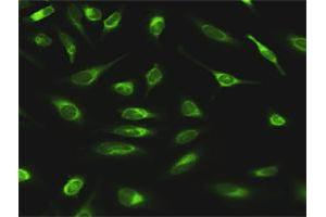 Immunofluorescence (IF) image for anti-Glucosidase, Alpha, Neutral AB (GANAB) (AA 1-944) antibody (ABIN950071)