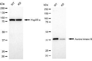 Western blotting analysis using aurora kinase B antibody (ABIN7797704). (Recombinant Aurora Kinase B 抗体)