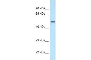WB Suggested Anti-POLG2 Antibody Titration: 1.