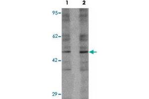 Western blot analysis of 293 cell lysate with LEMD2 polyclonal antibody  at (1) 1 and (2) 2 ug/mL. (LEMD2 抗体  (Internal Region))