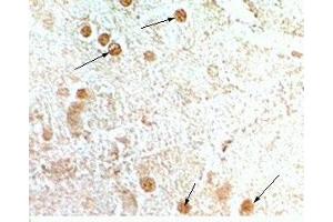 Rat hypothalamus tisse was stained by anti-NPB-29 (Rat) serum at 1:200-500 (Neuropeptide B-29 (NPB-29) 抗体)