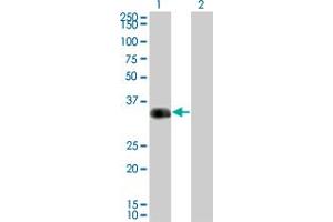 Western Blot analysis of CRX expression in transfected 293T cell line by CRX monoclonal antibody (M01), clone F6-C2. (CRX 抗体  (AA 1-300))