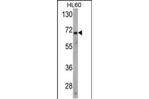 Western blot analysis of USP2 Antibody in HL60 cell line lysates (35ug/lane) (USP2 抗体  (N-Term))