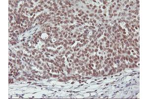 Image no. 4 for anti-Ring Finger Protein 113B (RNF113B) antibody (ABIN1500718) (RNF113B 抗体)