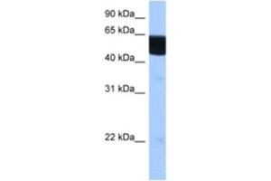 Western Blotting (WB) image for anti-Retinoid X Receptor, beta (RXRB) antibody (ABIN2462872) (Retinoid X Receptor beta 抗体)