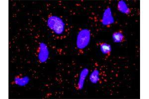 Proximity Ligation Analysis of protein-protein interactions between FGFR2 and FGF1. (FGFR2 抗体  (AA 1-821))
