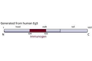 Image no. 2 for anti-Kinesin Family Member 11 (KIF11) (AA 324-532) antibody (ABIN968407) (KIF11 抗体  (AA 324-532))