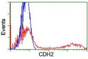 HEK293T cells transfected with either RC207170 overexpress plasmid (Red) or empty vector control plasmid (Blue) were immunostained by anti-CDH2 antibody (ABIN2455182), and then analyzed by flow cytometry. (N-Cadherin 抗体)