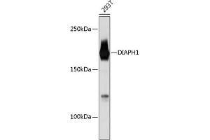 Western blot analysis of extracts of 293T cells, using DI Rabbit mAb (ABIN7266751) at 1:1000 dilution. (DIAPH1 抗体)
