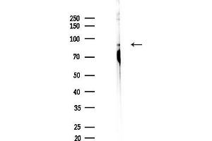 anti-MAP/microtubule Affinity-Regulating Kinase 3 (MARK3) (pThr507) antibody