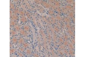IHC-P analysis of Mouse Kidney Tissue, with DAB staining. (CD51 抗体  (AA 71-322))