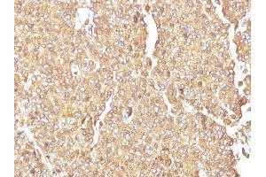 Formalin-fixed, paraffin-embedded human Adrenal Gland stained with Chromogranin A Monoclonal Antibody (LK2H10) (Chromogranin A 抗体)