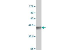 Western Blotting (WB) image for anti-Aminolevulinate, delta-, Synthase 2 (ALAS2) (AA 1-100) antibody (ABIN559841)