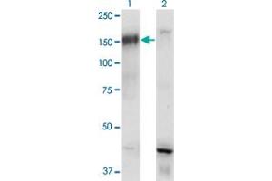 Western Blot analysis of BCR expression in transfected 293T cell line by BCR monoclonal antibody (M01), clone 2E5. (BCR 抗体  (AA 182-280))