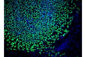 Bottom Row: Immunofluorescent staining of human and mouse ES cell lines. (OCT4 抗体  (AA 252-372))