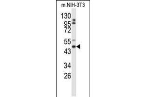 Western blot analysis of GORAB Antibody in mouse NIH-3T3 cell line lysates (35ug/lane) (GORAB 抗体  (N-Term))
