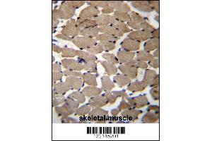 MGAT4C Antibody immunohistochemistry analysis in formalin fixed and paraffin embedded human skeletal muscle followed by peroxidase conjugation of the secondary antibody and DAB staining. (MGAT4C 抗体  (C-Term))
