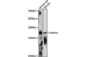 Western blot analysis of extracts of various cell lines, using ZNF423 antibody (ABIN7271484) at 1:1000 dilution. (Znf423 抗体  (AA 220-450))