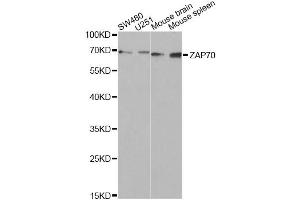 Western blot analysis of extracts of various cell lines, using ZAP70 Antibody (ABIN5971221) at 1/1000 dilution. (ZAP70 抗体)