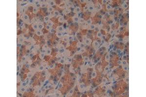 Used in DAB staining on fromalin fixed paraffin- embedded stomach tissue (SCP2 抗体  (AA 433-547))