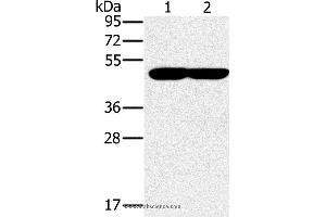 Western blot analysis of K562 and 293T cell, using PPOX Polyclonal Antibody at dilution of 1:200 (PPOX 抗体)