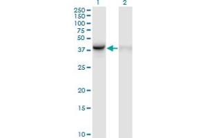 Western Blot analysis of WDR77 expression in transfected 293T cell line by WDR77 monoclonal antibody (M01), clone 3F10. (WDR77 抗体  (AA 1-342))