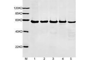 Primary antibody: 1 µg/mL Anti-alpha-tubulin Monoclonal Antibody (Mouse) (ABIN387714, Lot.