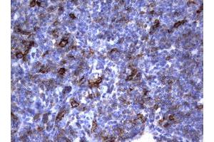 Image no. 3 for anti-Fc Fragment of IgE, Low Affinity II, Receptor For (CD23) (FCER2) (AA 48-321) antibody (ABIN1491554) (FCER2 抗体  (AA 48-321))