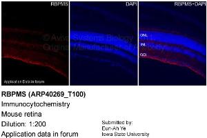 Image no. 2 for anti-RNA Binding Protein with Multiple Splicing (RBPMS) (N-Term) antibody (ABIN2778710) (RBPMS 抗体  (N-Term))