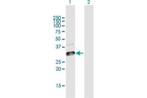 Western Blot analysis of GLT1D1 expression in transfected 293T cell line by GLT1D1 MaxPab polyclonal antibody. (GLT1D1 抗体  (AA 1-266))