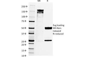 SDS-PAGE Analysis of Purified, BSA-Free PAX8 Antibody (clone PAX8/1492). (PAX8 抗体  (AA 60-261))