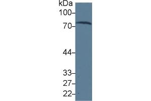 Western Blot; Sample: Human Serum; Primary Ab: 3µg/ml Mouse Anti-Human TRF Antibody Second Ab: 0. (Transferrin 抗体  (AA 361-683))