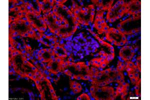 Formalin-fixed and paraffin embedded mouse intestine labeled with Rabbit Anti-FAPA Polyclonal Antibody, Unconjugated used at 1:200 dilution for 40 minutes at 37°C. (FAP 抗体  (AA 311-410))
