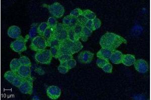 Immunofluorescent confocal imaging of HEK293 cells using anti-Nampt (Visfatin-PBEF), mAb (OMNI379) . (NAMPT 抗体)