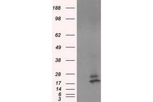 Western Blotting (WB) image for anti-NME/NM23 Nucleoside Diphosphate Kinase 4 (NME4) antibody (ABIN1499778) (NME4 抗体)