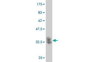 Western Blot detection against Immunogen (36. (MAP2K7 抗体  (AA 1-99))