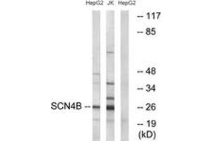 Western blot analysis of extracts from HepG2/Jurkat cells, using SCN4B Antibody. (SCN4B 抗体  (AA 61-110))