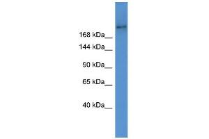 ABCA7 抗体  (Middle Region)