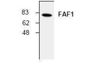 Image no. 1 for anti-Fas (TNFRSF6) Associated Factor 1 (FAF1) antibody (ABIN155080) (FAF1 抗体)