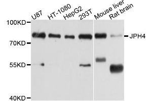 Western blot analysis of extract of various cells, using JPH4 antibody. (Junctophilin 4 抗体)