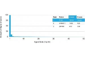 Analysis of Protein Array containing more than 19,000 full-length human proteins using Factor XIIIa Mouse Monoclonal Antibody (F13A1/1448) Z- and S- Score: The Z-score represents the strength of a signal that a monoclonal antibody (MAb) (in combination with a fluorescently-tagged anti-IgG secondary antibody) produces when binding to a particular protein on the HuProtTM array. (F13A1 抗体  (AA 46-181))