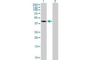 Western Blot analysis of WDR51A expression in transfected 293T cell line by WDR51A MaxPab polyclonal antibody. (POC1A 抗体  (AA 1-364))