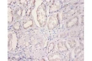 Immunohistochemistry of paraffin-embedded human kidney tissue using ABIN7160893 at dilution of 1:100 (NDUFA2 抗体  (AA 4-99))