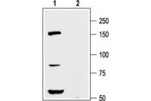 KCNH8 抗体  (Intracellular)