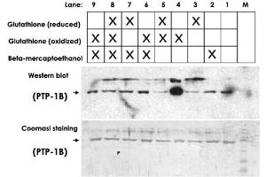 Detection of protein-glutathione adducts on Western Blot under non-reducing conditions. (Glutathione 抗体)