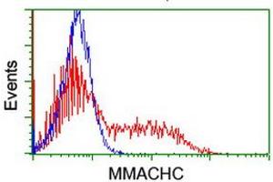 Image no. 1 for anti-Methylmalonic Aciduria (Cobalamin Deficiency) CblC Type, with Homocystinuria (MMACHC) antibody (ABIN1499514) (MMACHC 抗体)