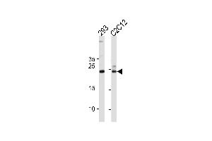 HIP2 Antibody  (ABIN1882088 and ABIN2839151) western blot analysis in 293,mouse C2C12 cell line lysates (35 μg/lane). (UBE2K 抗体  (AA 109-139))