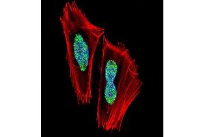 Fluorescent confocal image of  cell stained with RBPJ Antibody (N-term) (ABIN1538823 and ABIN2849020). (RBPJ 抗体  (N-Term))