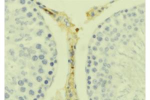ABIN6278893 at 1/100 staining Mouse testis tissue by IHC-P.